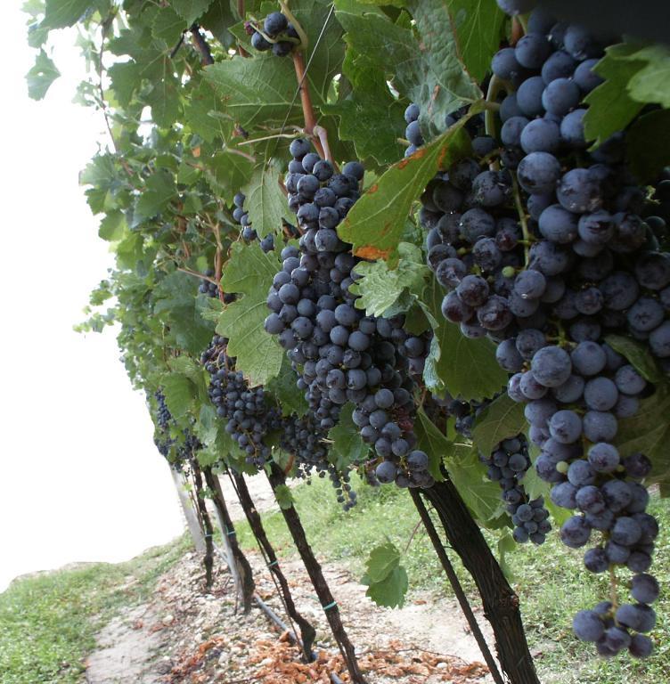 Agriturismo Colombarola โซนา ภายนอก รูปภาพ