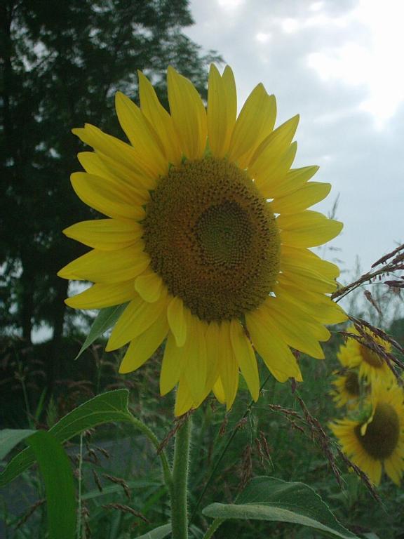 Agriturismo Colombarola โซนา ภายนอก รูปภาพ