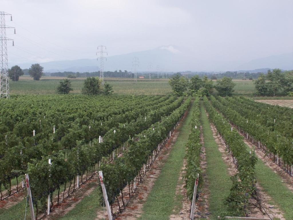 Agriturismo Colombarola โซนา ภายนอก รูปภาพ