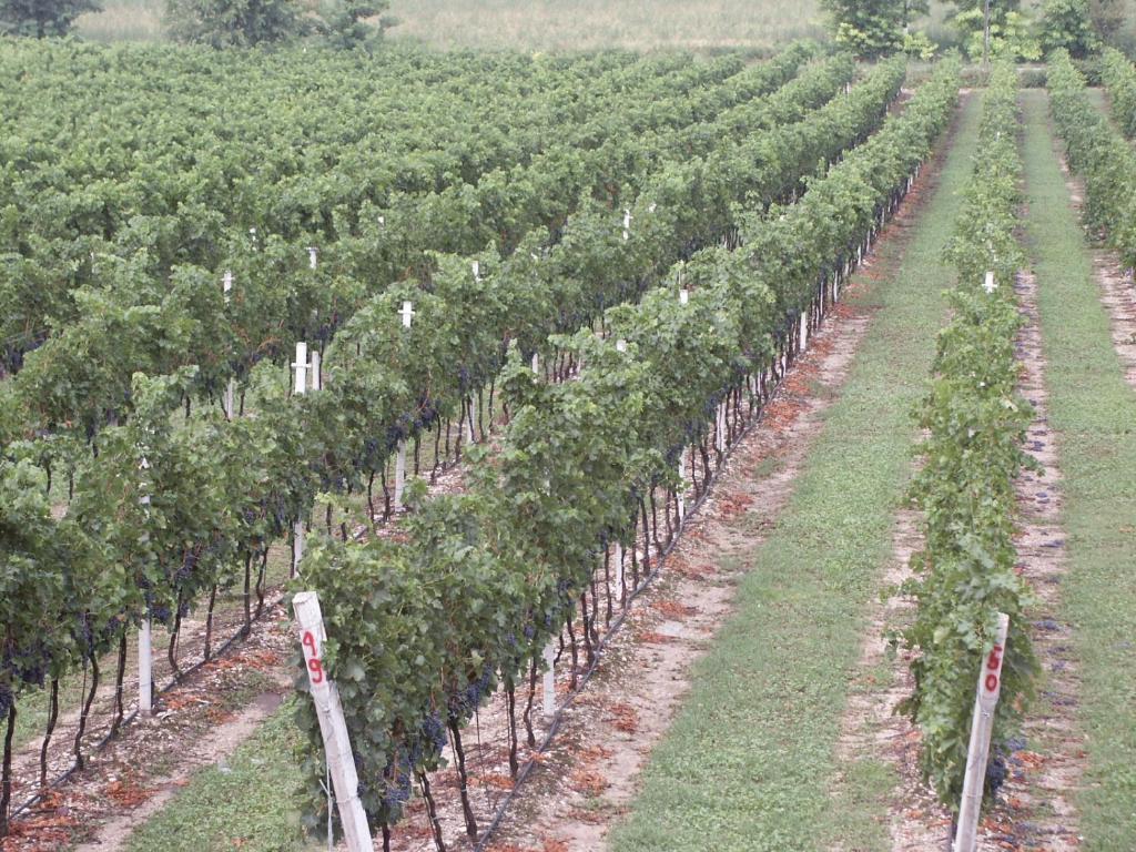 Agriturismo Colombarola โซนา ภายนอก รูปภาพ